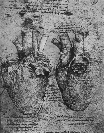 Leonardo da Vinci drawing of the heart and its blood vessels